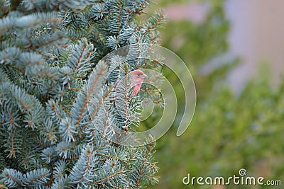 Male House finch resting on branch Stock Photo
